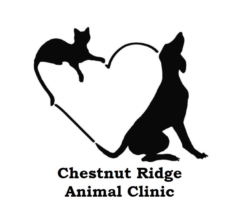 Animal Clinic in Auburn NY | Chestnut Ridge Animal Clinic